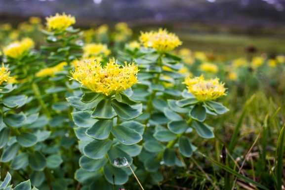 Rhodiola is a herbal remedy for anxiety and stress