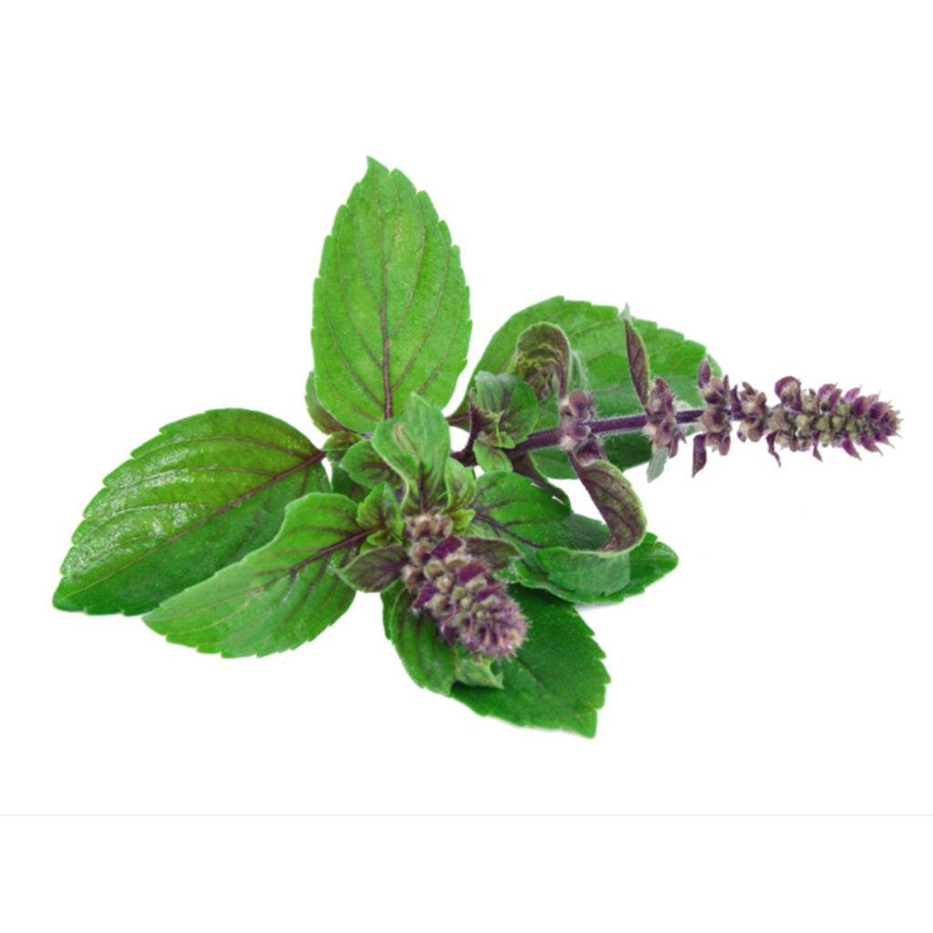 Holy Basil