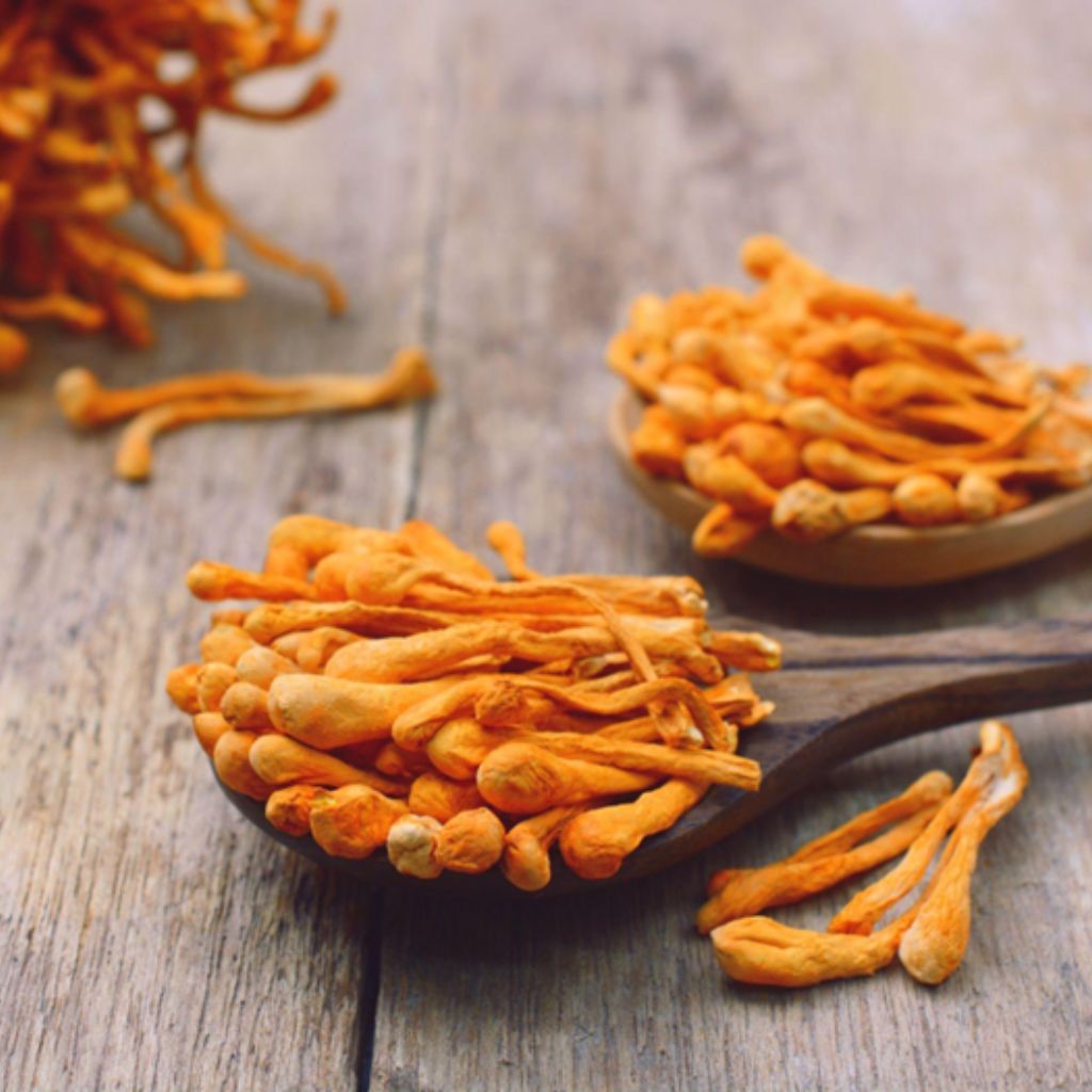 Cordyceps