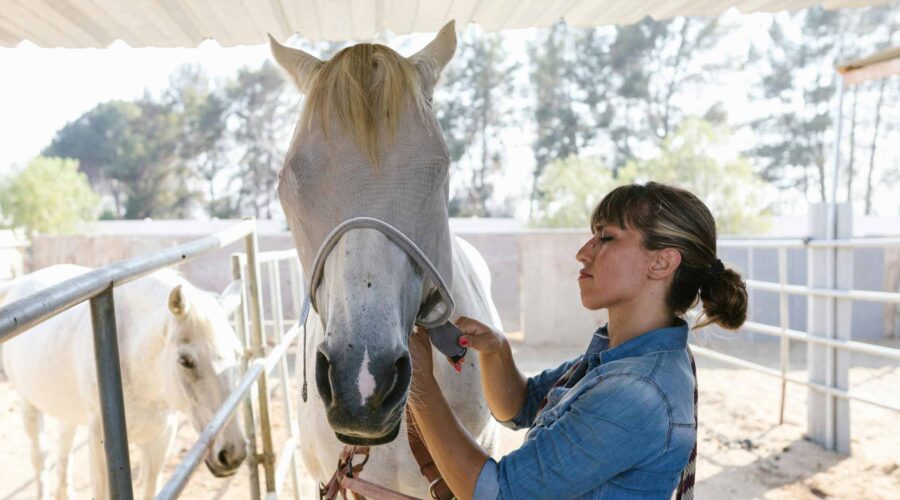 What Is Equine Therapy for Addiction and Trauma Treatment?