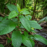 Kratom