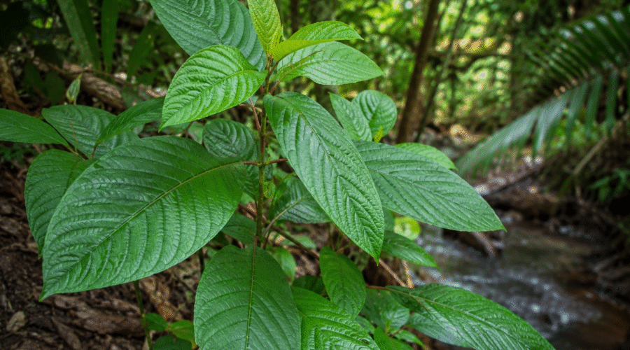 Is Kratom Safe? A Plain-English Look at the Risks, the Research, and Responsible Use